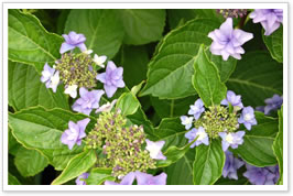 ����ɂ��āiphoto)