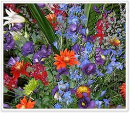 �C�[�X�^�[