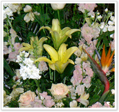 �C�[�X�^�[