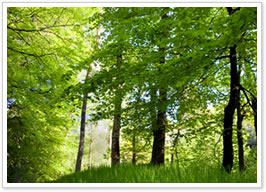 �y���e�R�X�e